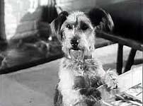 Archie the Welsh terrier  'Behave Yourself' (1951)
